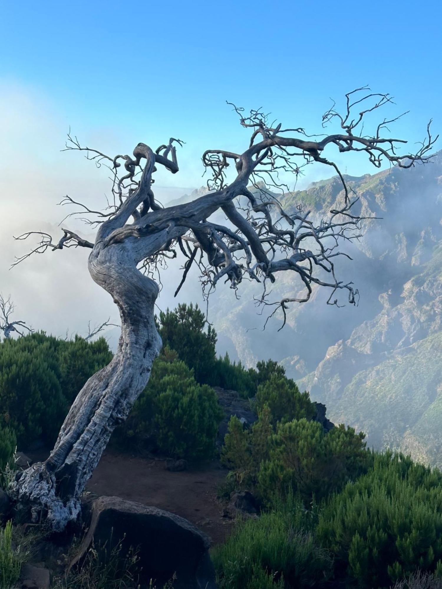 The Green Valley House São Vicente Εξωτερικό φωτογραφία