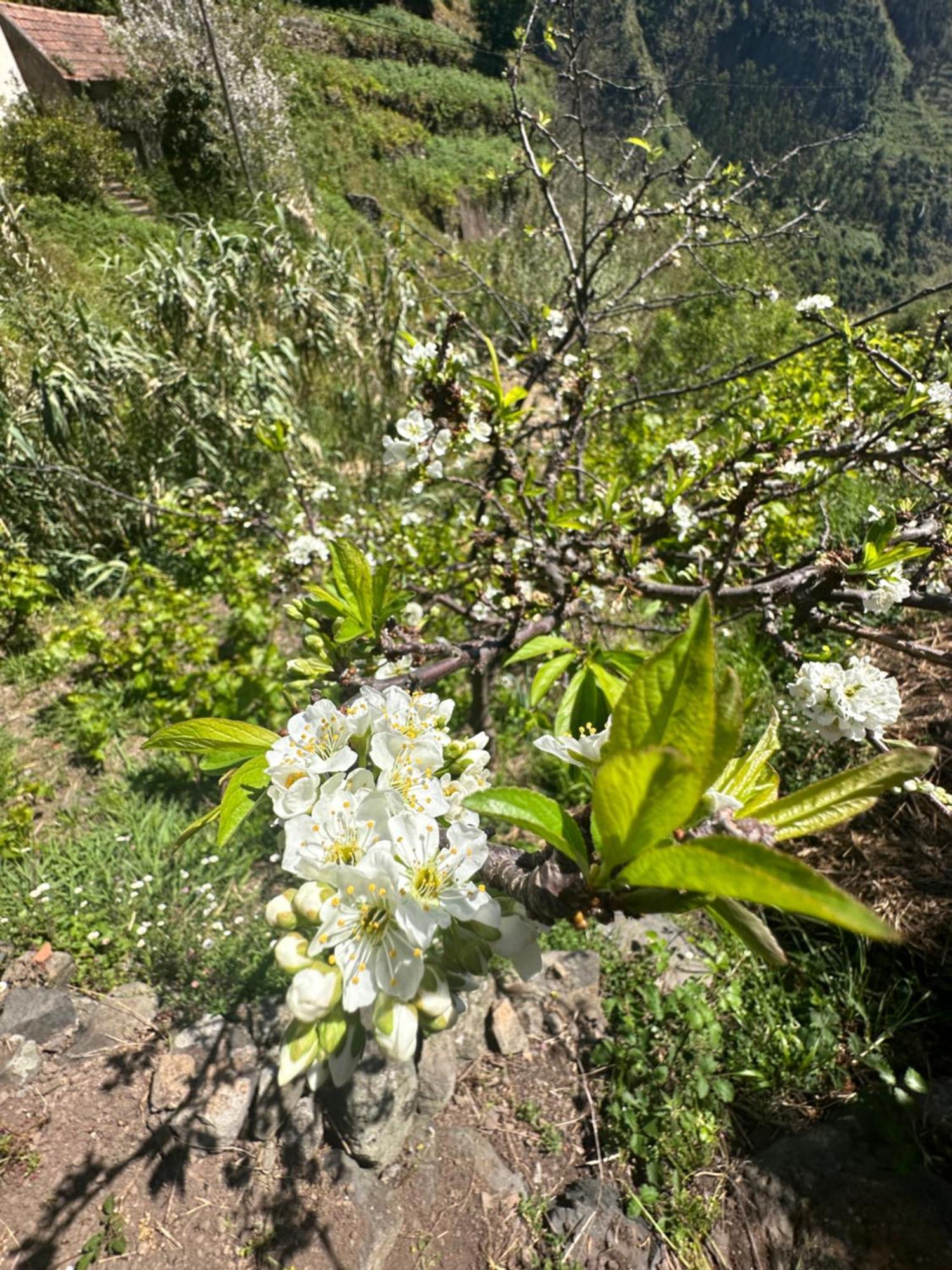 The Green Valley House São Vicente Εξωτερικό φωτογραφία